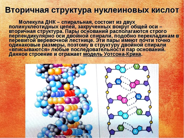 Вторичная структура нуклеиновых кислот