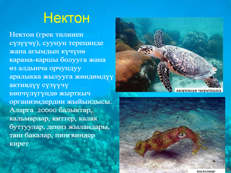 Нектон