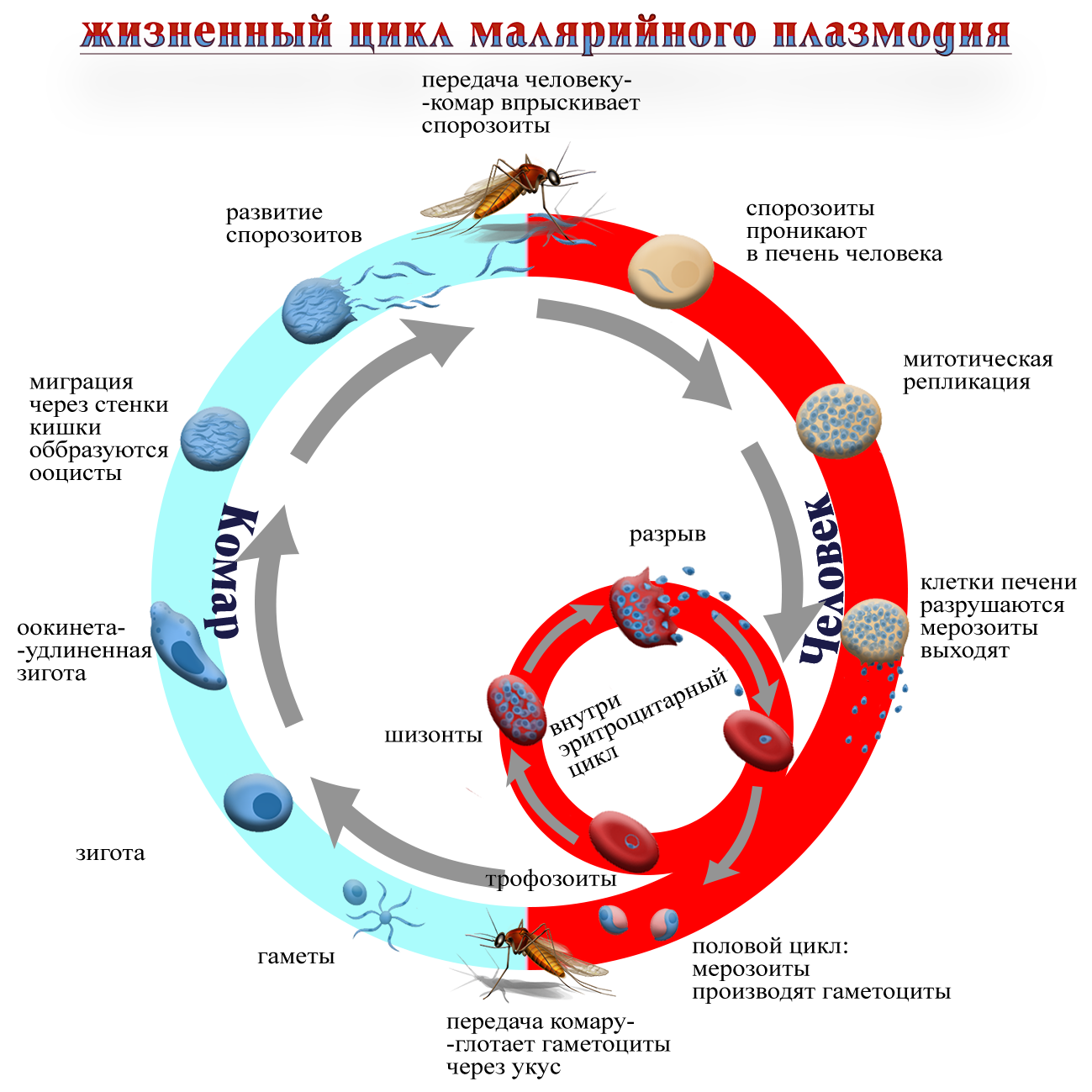 Рисунок жизненный цикл малярийного плазмодия