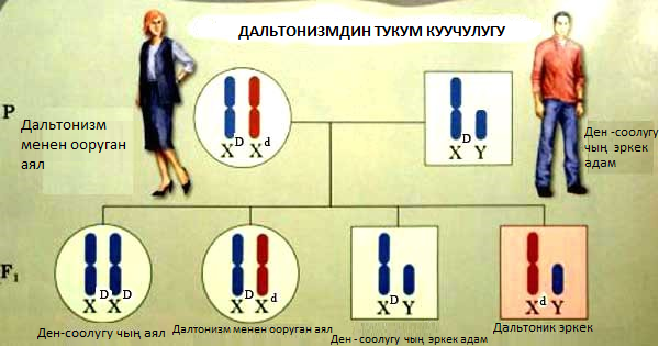 Чиркелешкен тукум куучулук