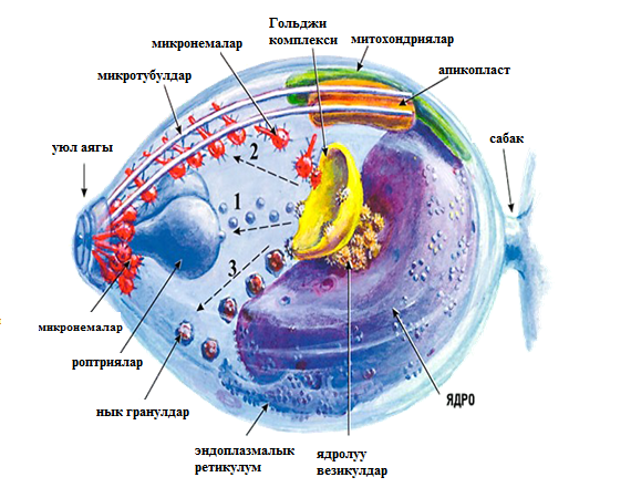 Безгек чиркейдин клеткалык түзүлүшү