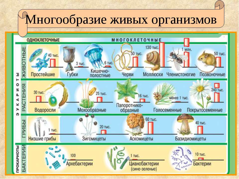 Многообразие живых организмов