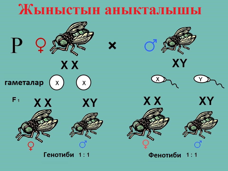 Жыныстын генетикалык аныкталышы