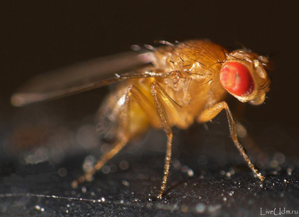 Дрозофила (Drosophila melanogaster Meigen, 1830) – классический объект генетики