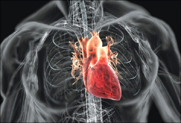 36 800 000 — количество сердцебиений у человека за один год