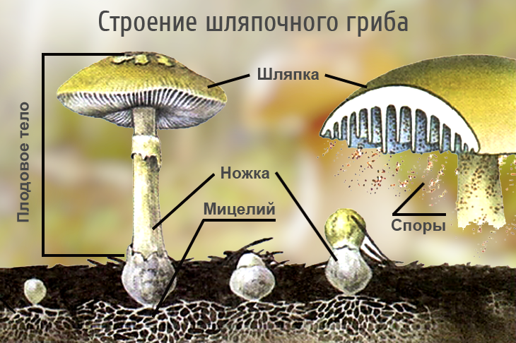 Строение шляпочного гриба