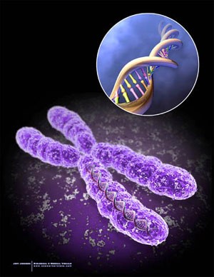 Гендердин молекулалык негизи болуп ДНК эсептелет.