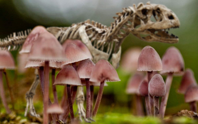 Даже динозавры моложе грибов
