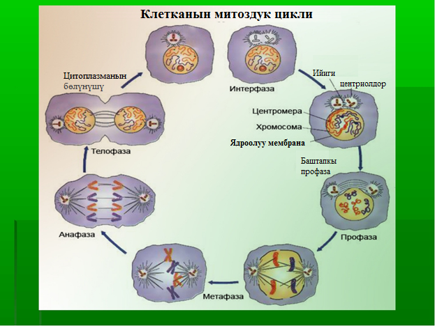 Клетканын митоздук цикли