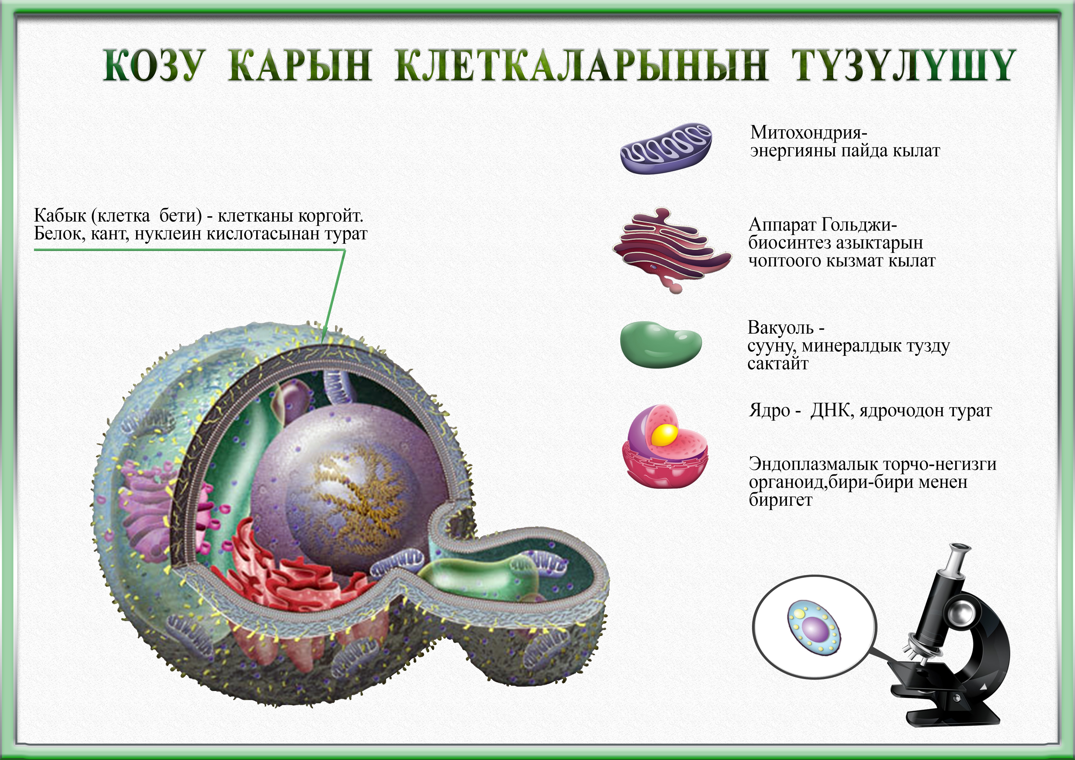 калпактуу козу карындын түзүлүшү