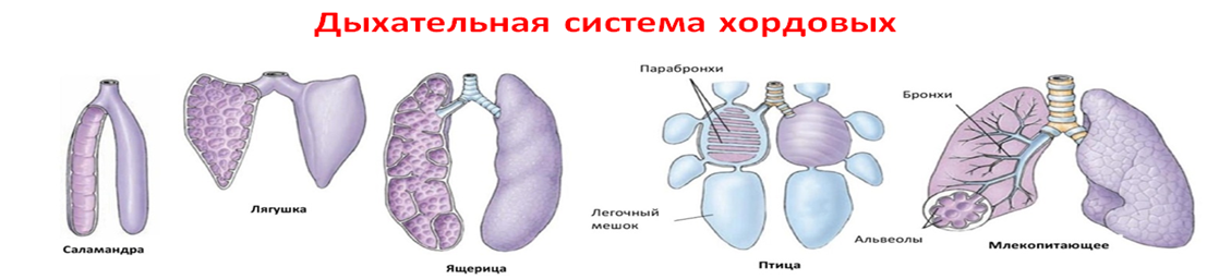 Типы легких. Филогенез дыхательной системы позвоночных. Эволюция дыхательной системы животных. Филогенез дыхательной системы птиц. Эволюция дыхательной системы хордовых таблица.