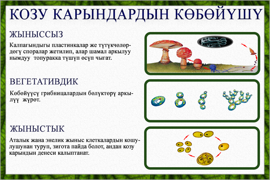 Козу карындаын көбөйүү өзгөчөлүктөрү