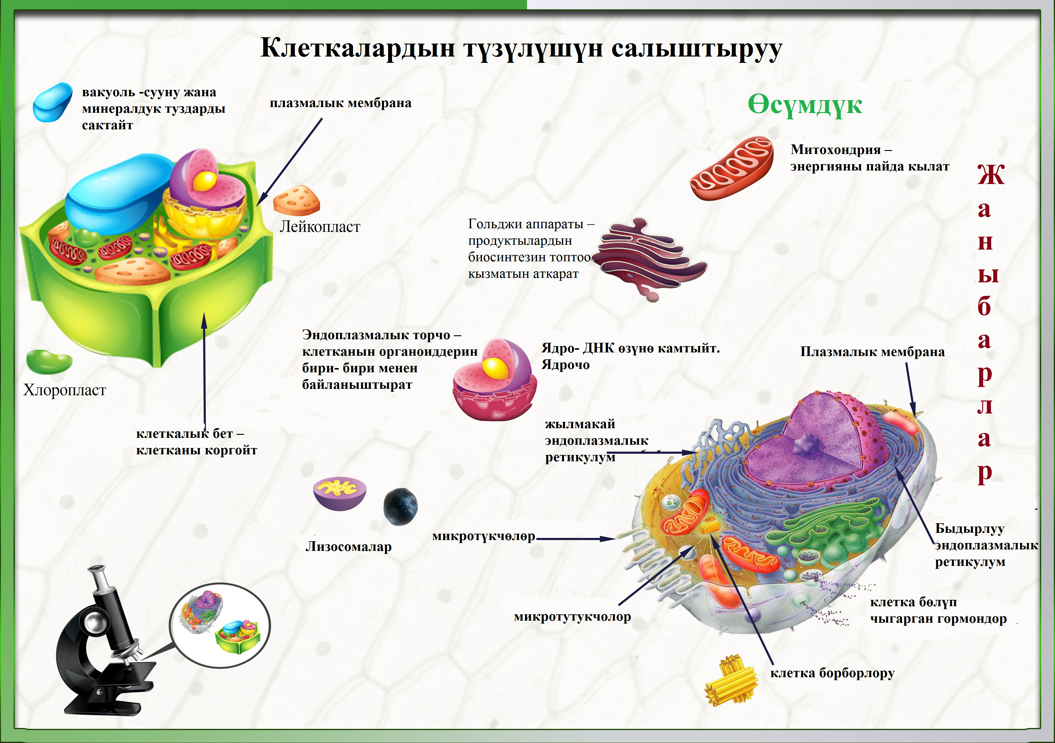 животная и раст клетки таблица фото 48