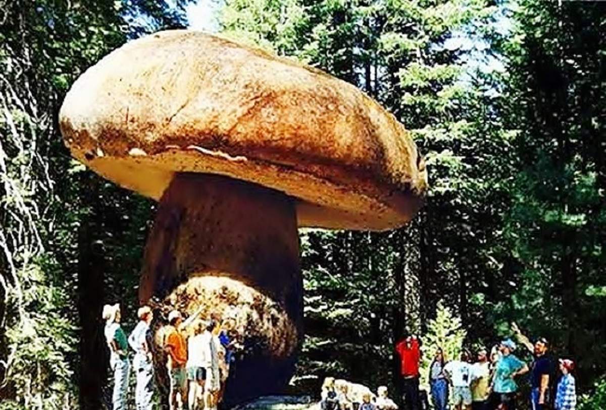 Самый большой гриб на земле