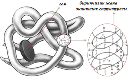 Белки3.jpg