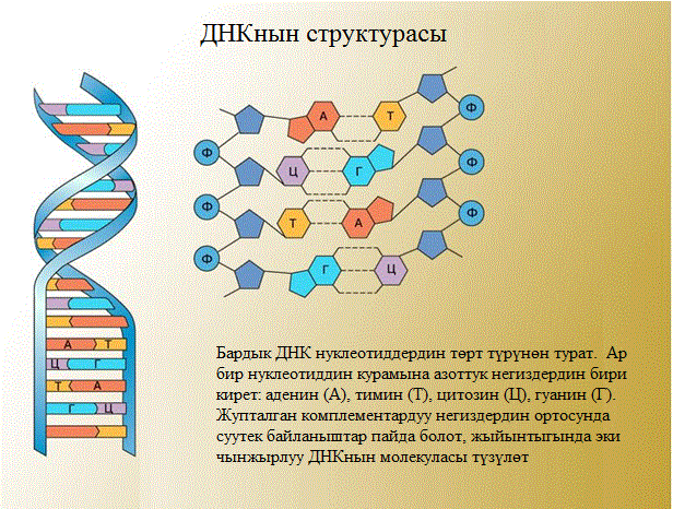 ДНКнын структурасы