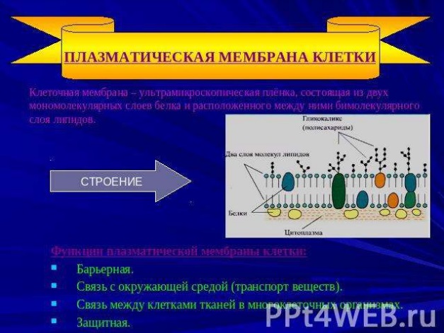 Плазматическая мембрана клетки