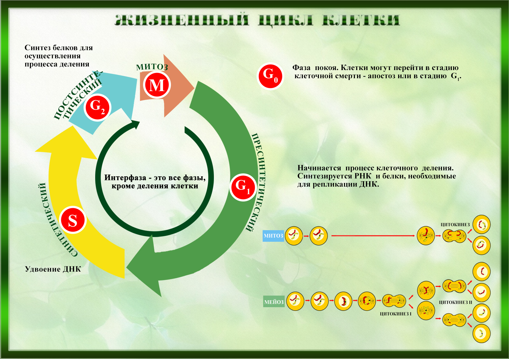 6 жизненный цикл клетки. Жизненный клеточный цикл. Жизненный цикл клетки. Жизненный цикл растительной клетки. Фазы клеточного цикла.