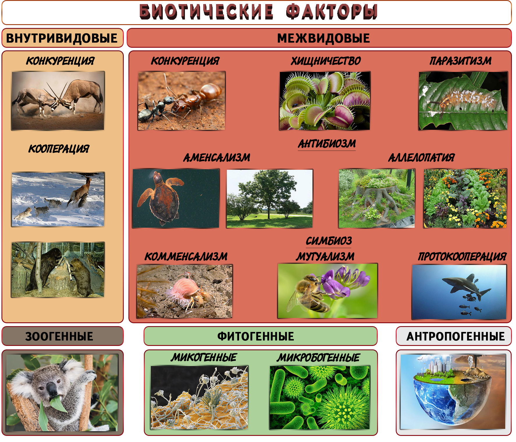 Биотические факторы