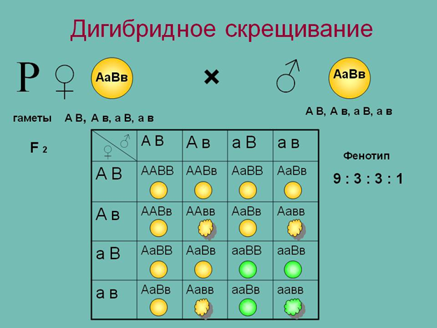 Дигибридное скрещивание