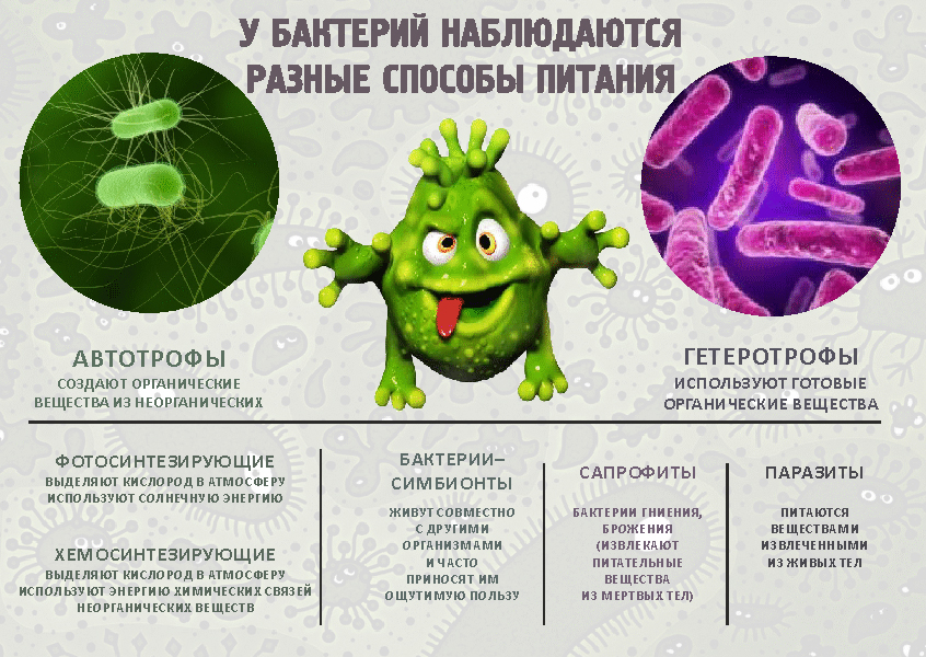 Билим булагы – Биология:Царство бактерий