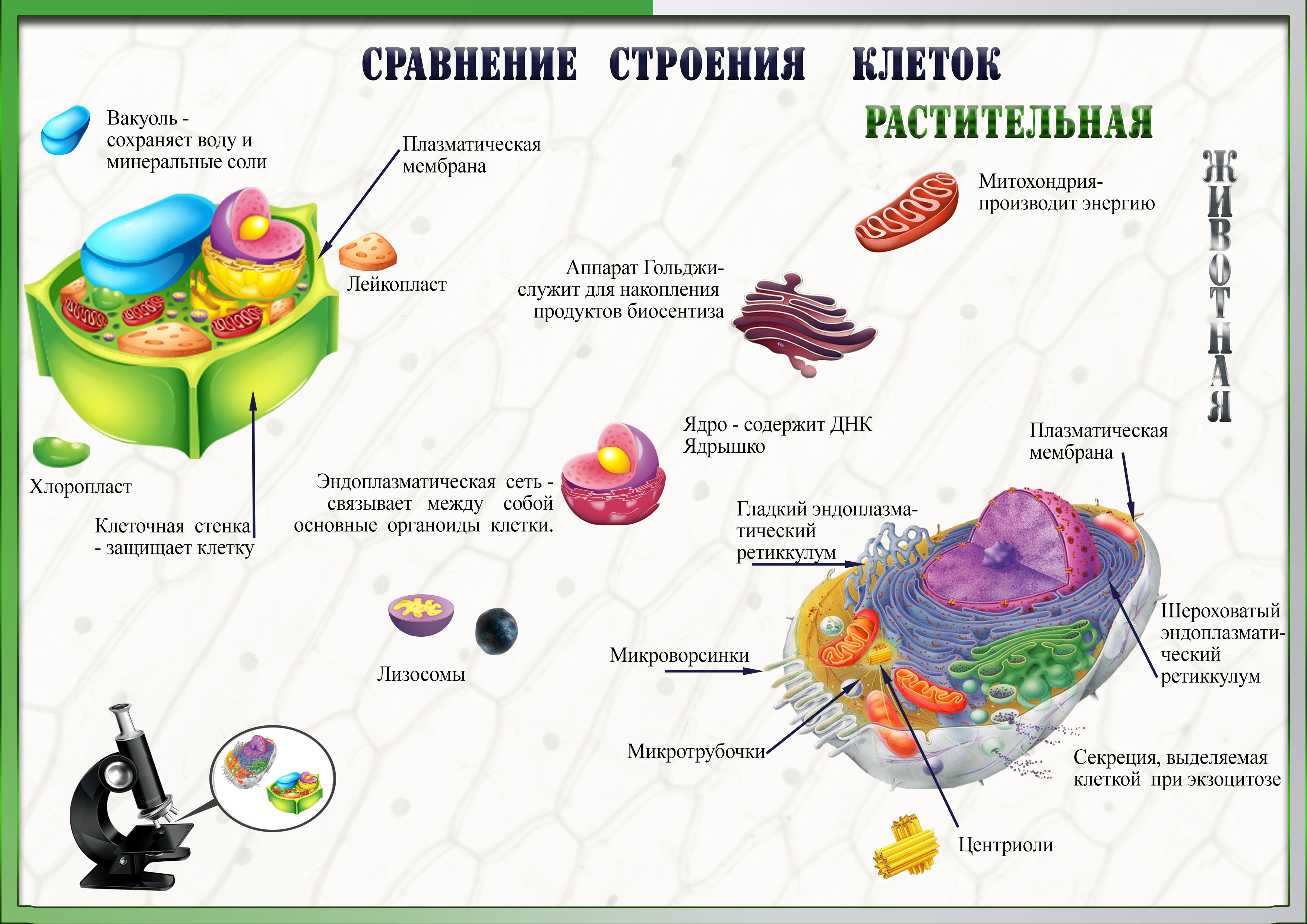 Органоиды клетки растений и животных
