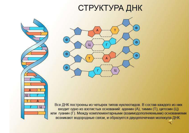 Структура ДНК