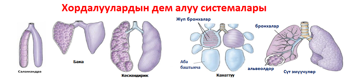 Сист хорд.png