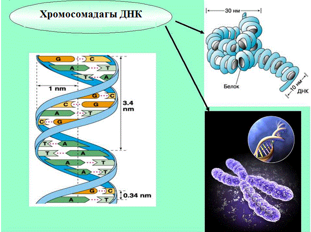 Хромосомадагы ДНК