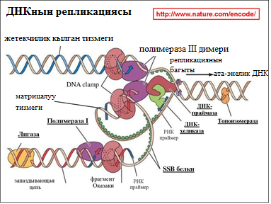 ДНКнын репликациясы