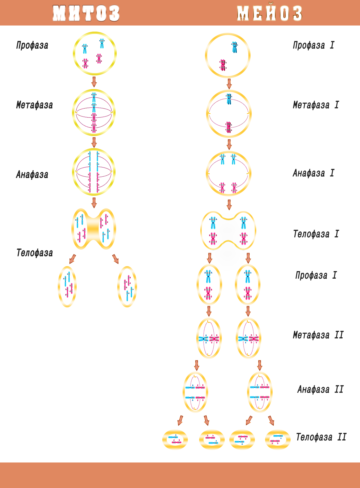 Митоз и мейоз различия картинки